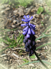 Muscari latifolium