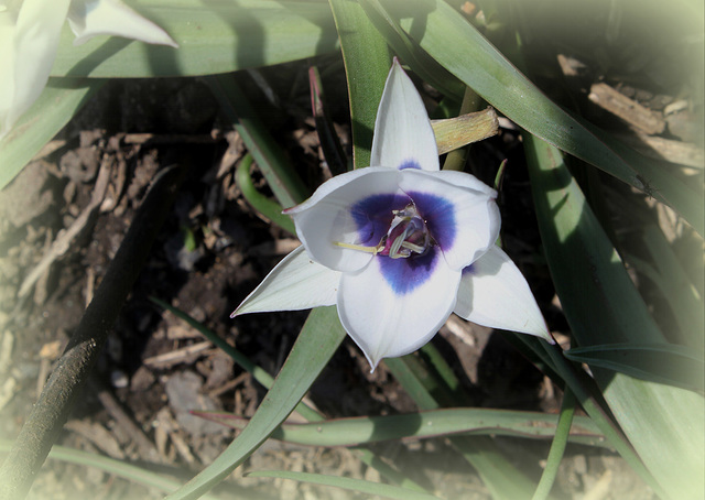 Tulipa humilis alba coerulea oculata