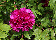 Pivoine 'Georges Paul '