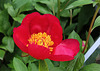 Pivoine 'John C Wegelen' -Herbacée