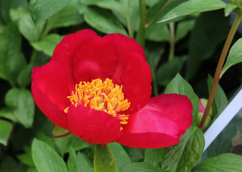 Pivoine 'John C Wegelen' -Herbacée