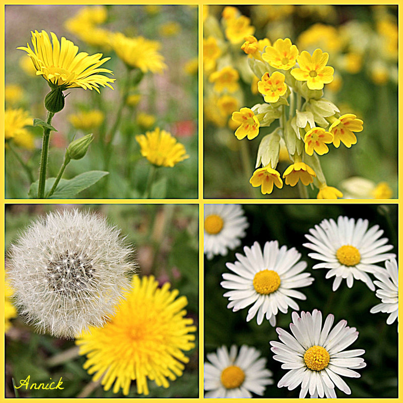 Doronique, coucou, pissenlit, marguerite pour un seul printemps