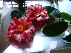 Kamelienblüte 2009 - 1. Platz