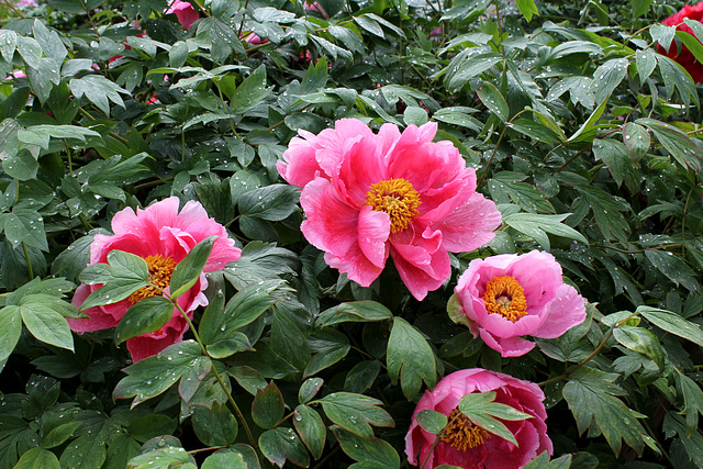 Pivoine 'Play Girl '