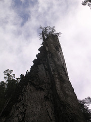 Baum mit Verbrennungen