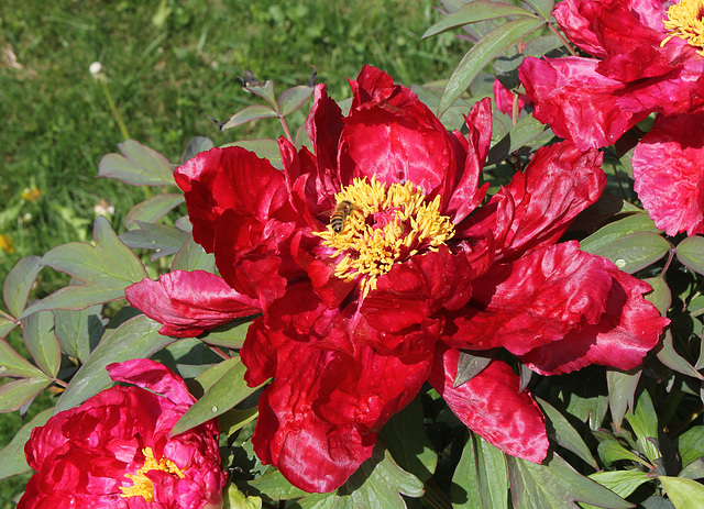 Pivoine 'Kosan '