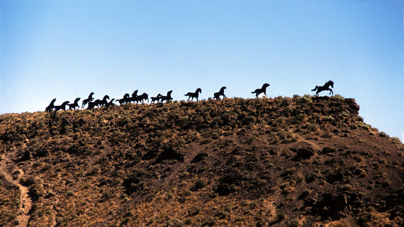 Wild Horses