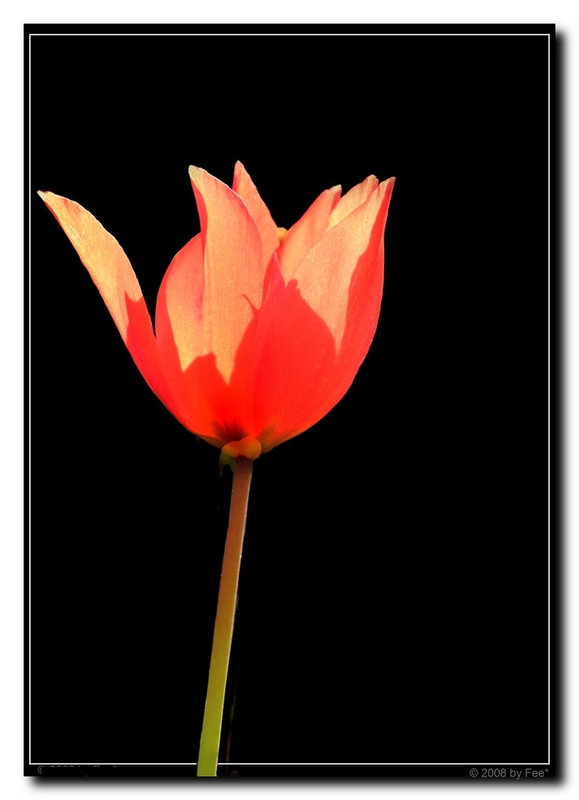 Tulpe