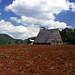 Tabacco Drying House