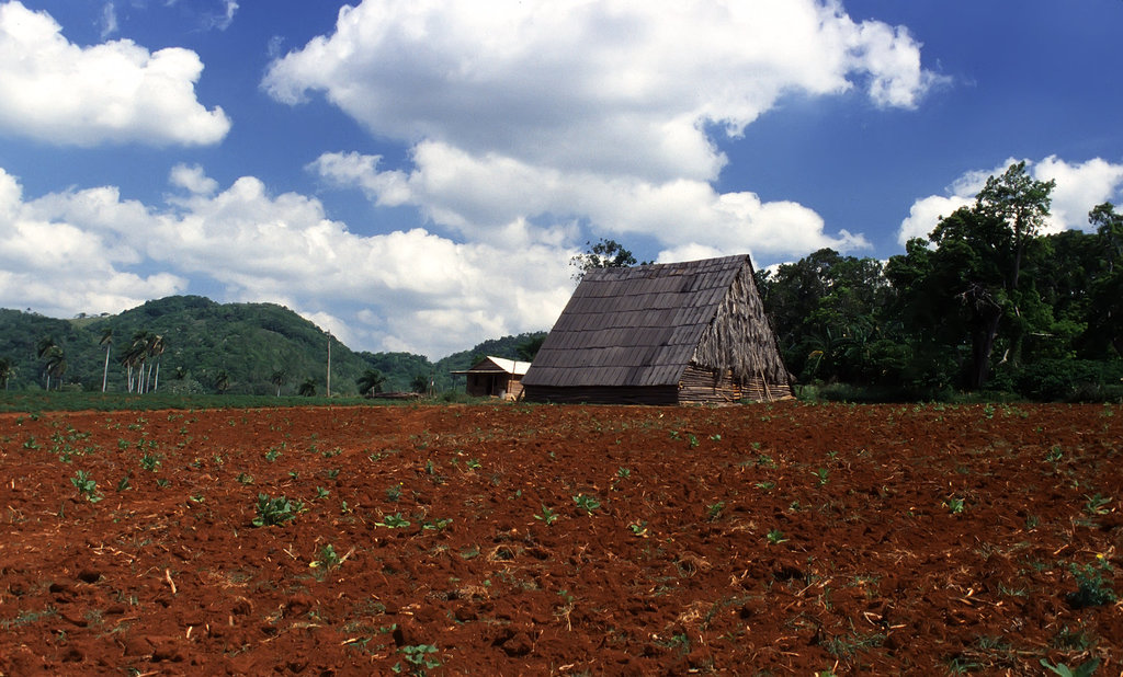 Tabacco Drying House