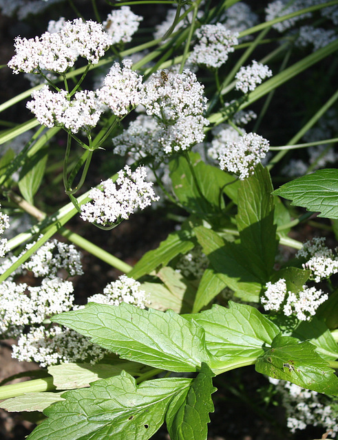 Baldrian / Valeriana officinalis