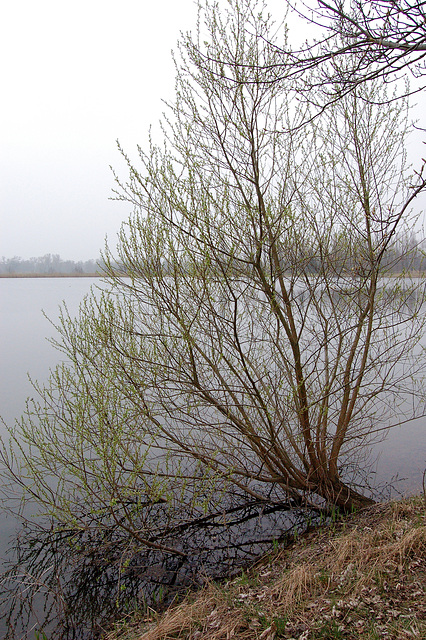 arbo sur lago - Baum auf dem See