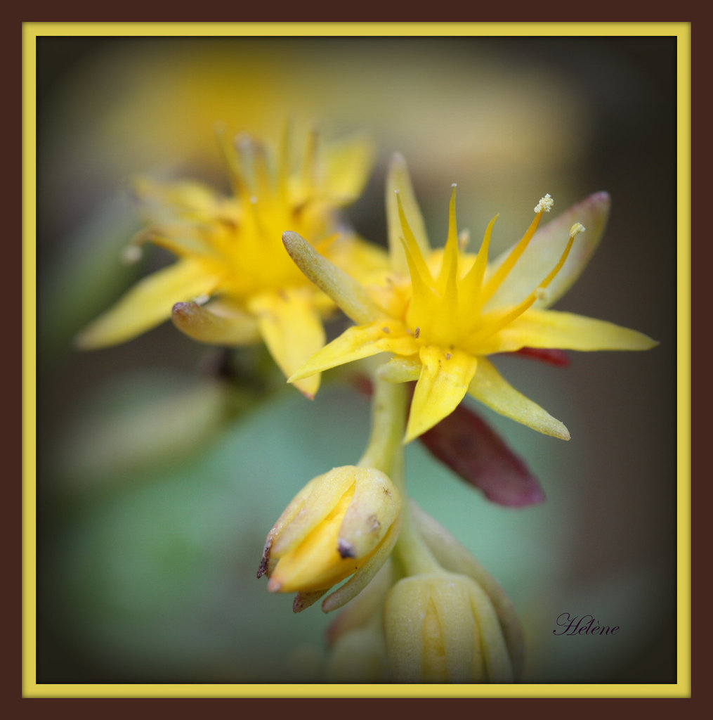 fleur de rocaille