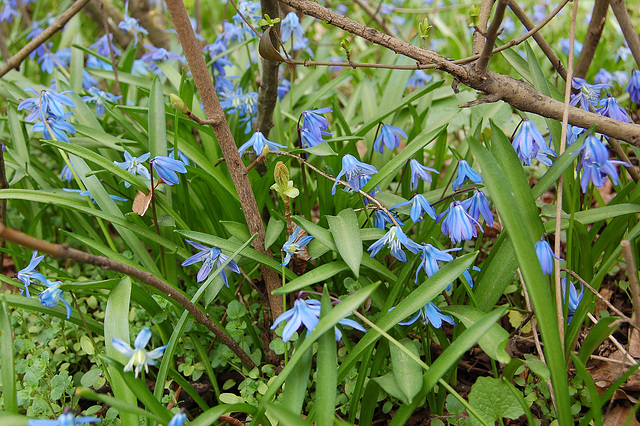 Floras kaj floras... es blüht und blüht