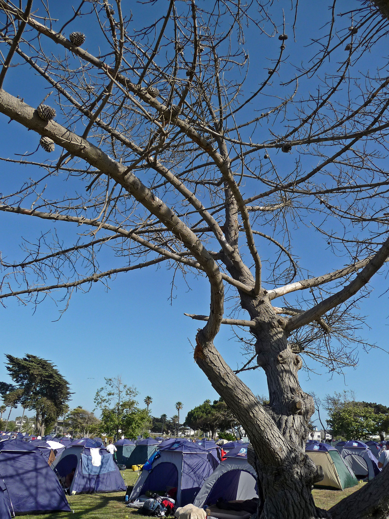 Strangely Dead Tree (0042)