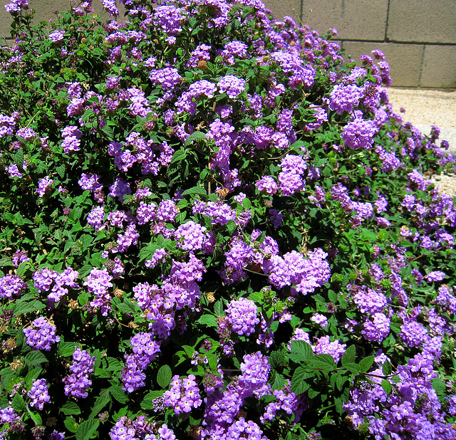 Purple Lantana (1114)