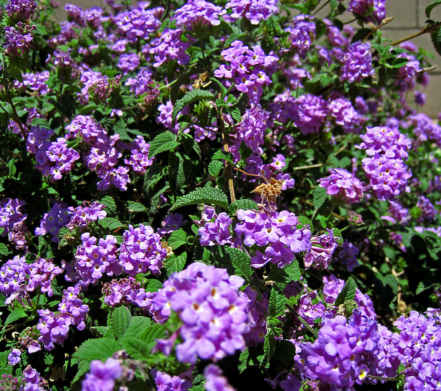 Purple Lantana (1115)