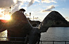 Battersea Bridge