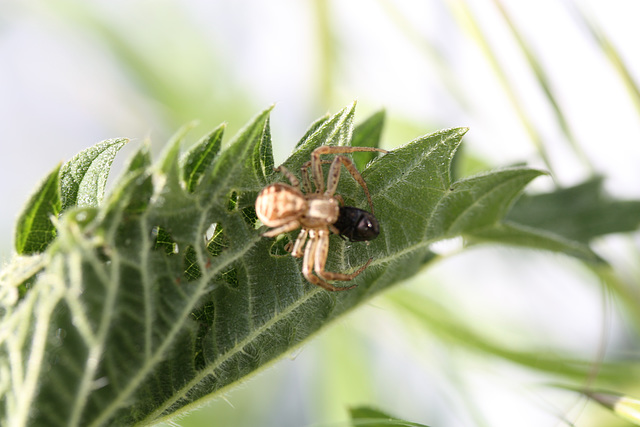 araignée avec son repas !!!