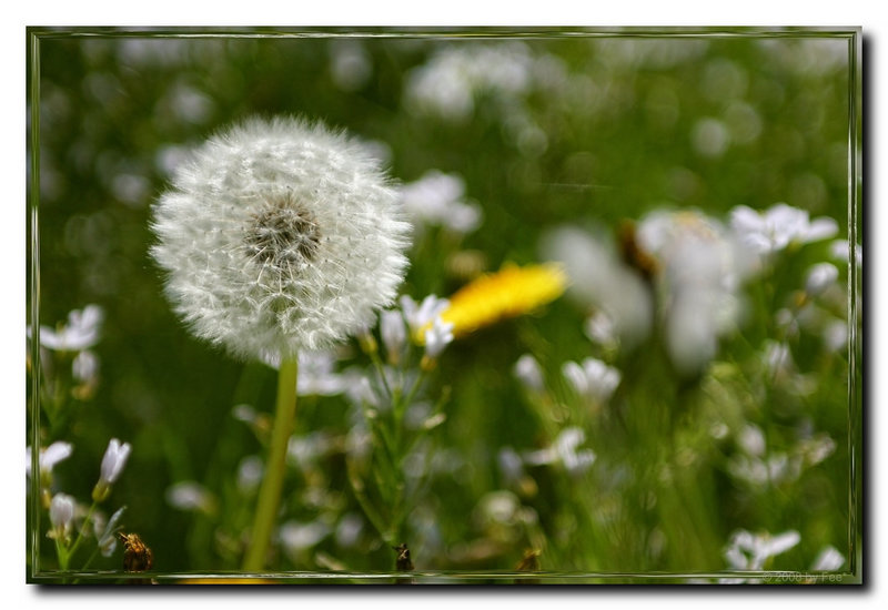 Pusteblume