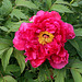 Pivoine Toishy Ruby