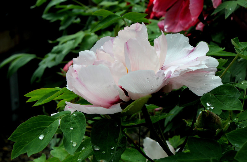 Pivoine 'Madame Marie-Thérèse Hermand'