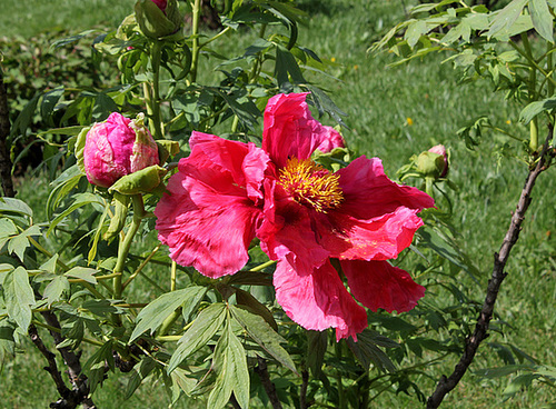 Pivoine 'Naniwa Nishiki'