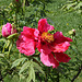 Pivoine 'Naniwa Nishiki'