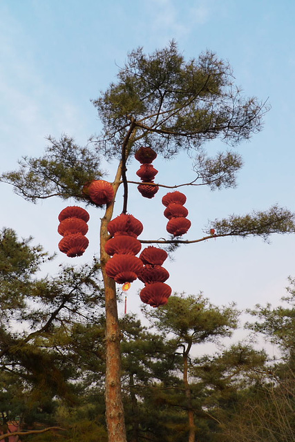 Lanterns on Pine