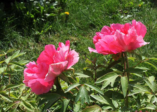 Pivoine 'Sylphide ' (2)