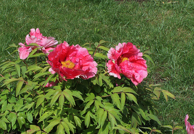 Pivoine 'Sylphide '