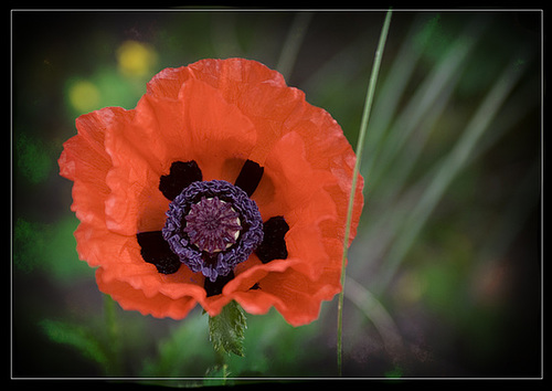 Poppy