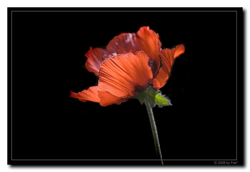 Mohn