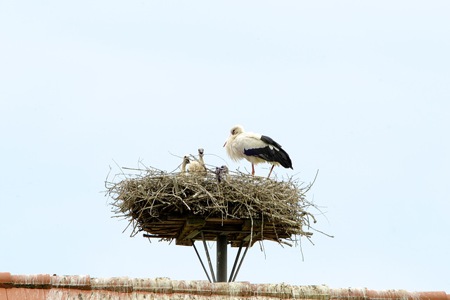 Storch1