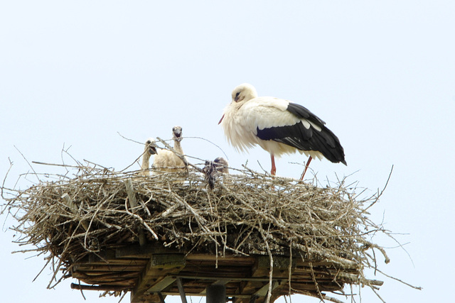 Storch2