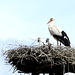 Storch4