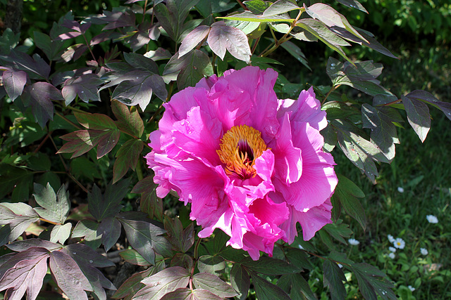 Pivoine 'Wilhelmine '