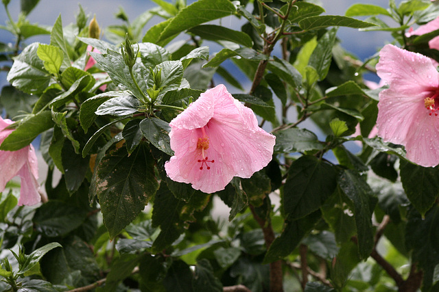 02.Hibiscus.SeaRanchMall.LBTS.FL.14jul08