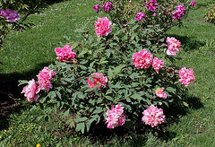 Pivoine Yachiyo Gata