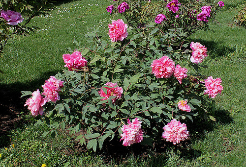 Pivoine Yachiyo Gata