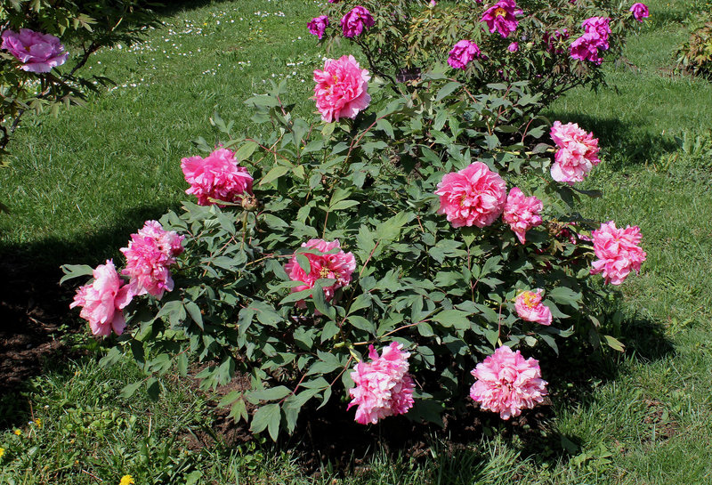 Pivoine Yachiyo Gata