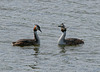 Great Crested Grebes (a)