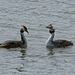 Great Crested Grebes (a)