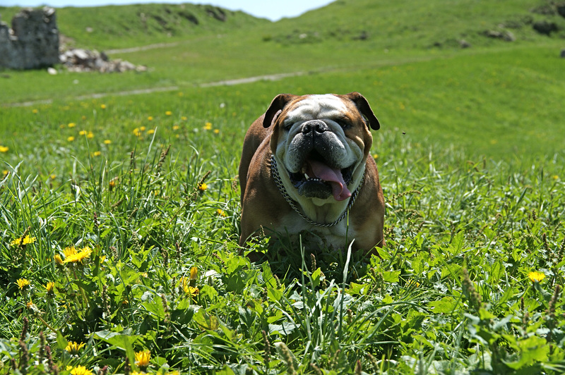 Le petit Bully dans la prairie