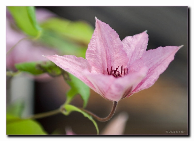 Clematis