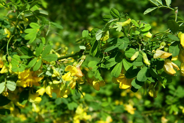 Buisson de fleurs