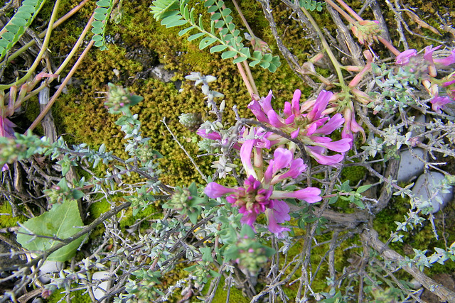 Fleur de rocaille