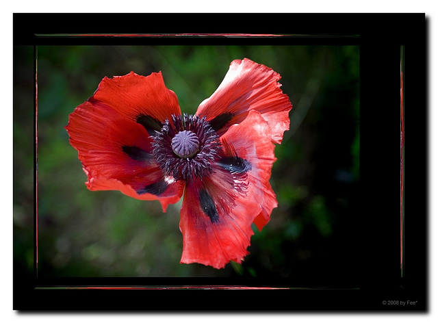 Mohn