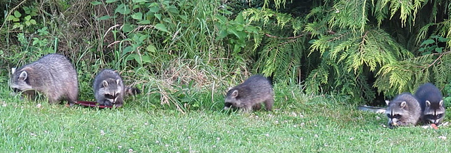 MVI 0010 la mére et ses 4 petits ratons