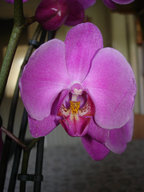 Phalaenopsis